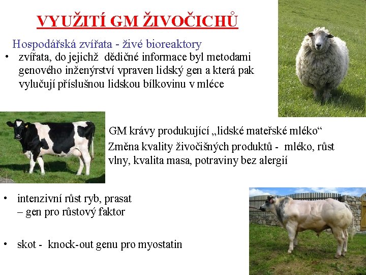 VYUŽITÍ GM ŽIVOČICHŮ Hospodářská zvířata - živé bioreaktory • zvířata, do jejichž dědičné informace