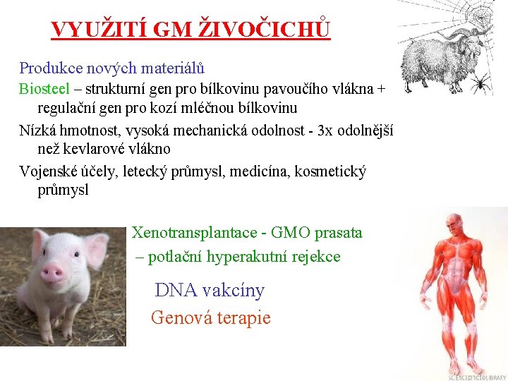 VYUŽITÍ GM ŽIVOČICHŮ Produkce nových materiálů Biosteel – strukturní gen pro bílkovinu pavoučího vlákna