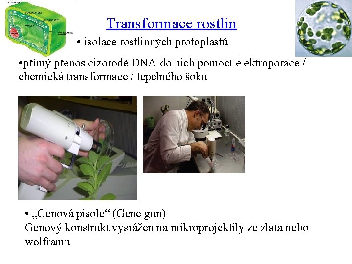 Transformace rostlin • isolace rostlinných protoplastů • přímý přenos cizorodé DNA do nich pomocí