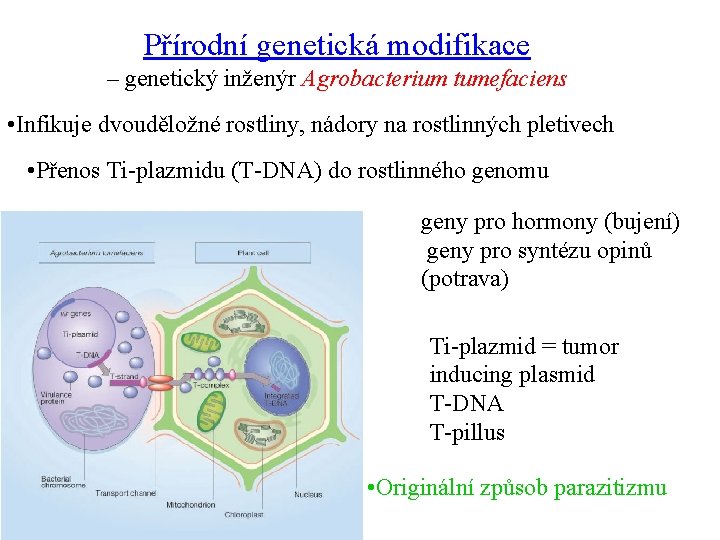 Přírodní genetická modifikace – genetický inženýr Agrobacterium tumefaciens • Infikuje dvouděložné rostliny, nádory na
