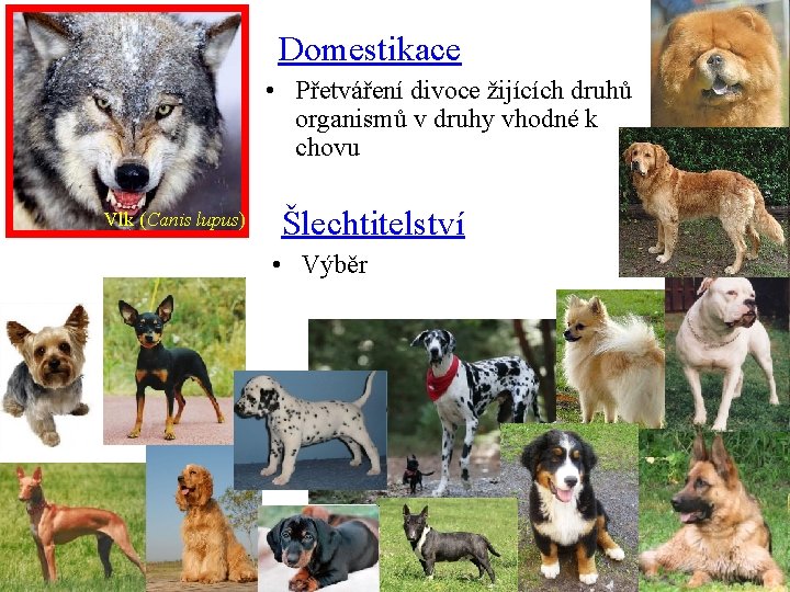 Domestikace • Přetváření divoce žijících druhů organismů v druhy vhodné k chovu Vlk (Canis