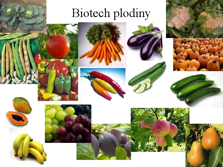 Biotech plodiny 