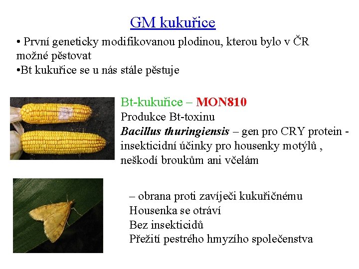 GM kukuřice • První geneticky modifikovanou plodinou, kterou bylo v ČR možné pěstovat •