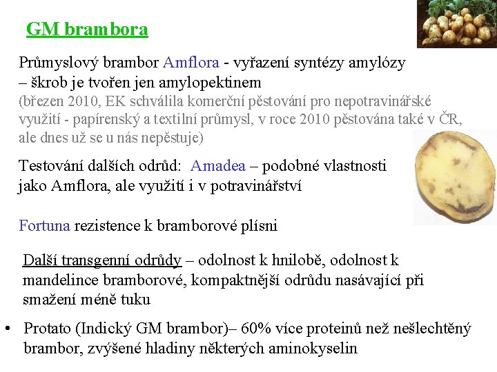 GM brambora Průmyslový brambor Amflora - vyřazení syntézy amylózy – škrob je tvořen jen