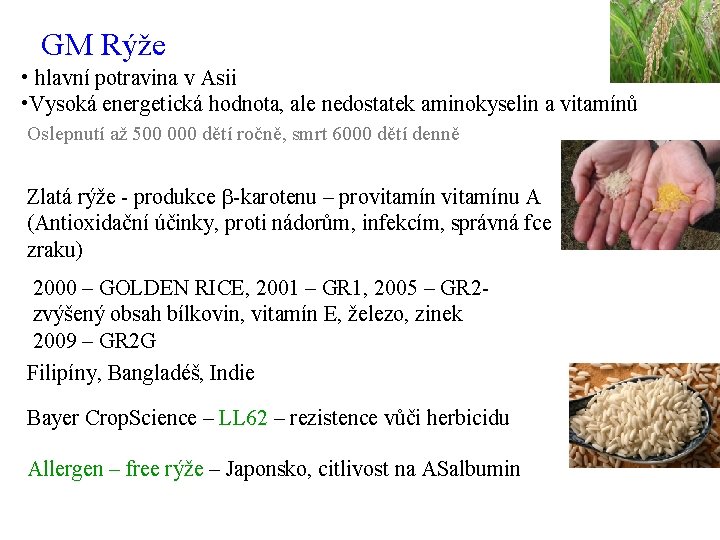 GM Rýže • hlavní potravina v Asii • Vysoká energetická hodnota, ale nedostatek aminokyselin