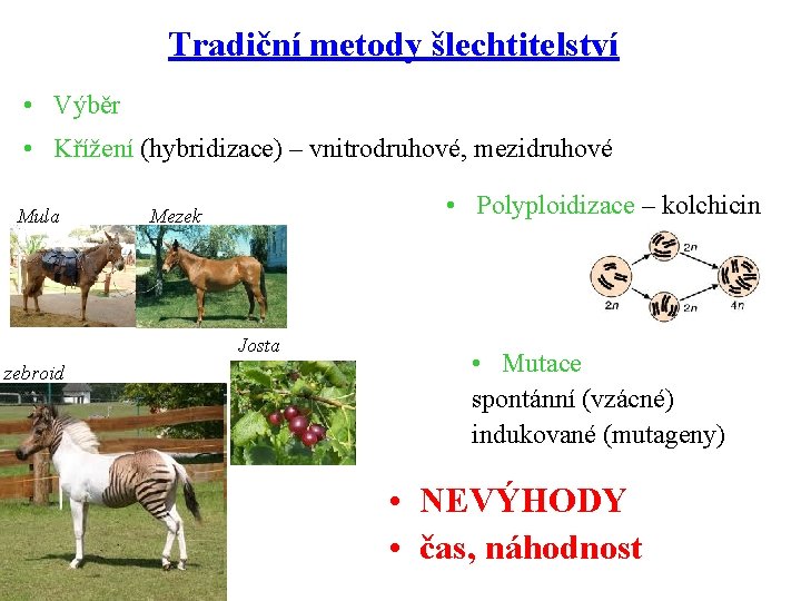 Tradiční metody šlechtitelství • Výběr • Křížení (hybridizace) – vnitrodruhové, mezidruhové Mula • Polyploidizace