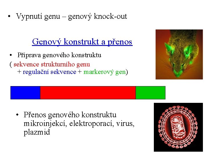  • Vypnutí genu – genový knock-out Genový konstrukt a přenos • Příprava genového