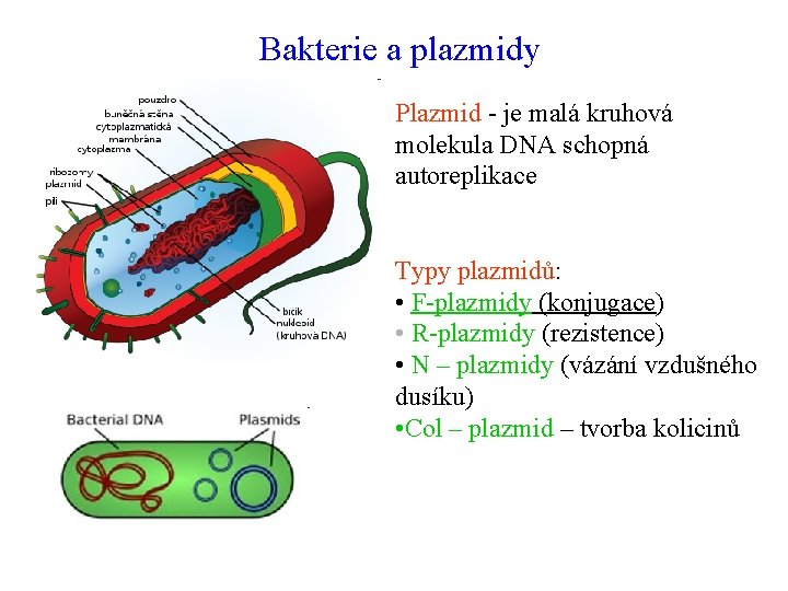 Bakterie a plazmidy Plazmid - je malá kruhová molekula DNA schopná autoreplikace Typy plazmidů: