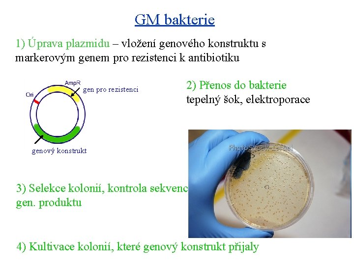 GM bakterie 1) Úprava plazmidu – vložení genového konstruktu s markerovým genem pro rezistenci