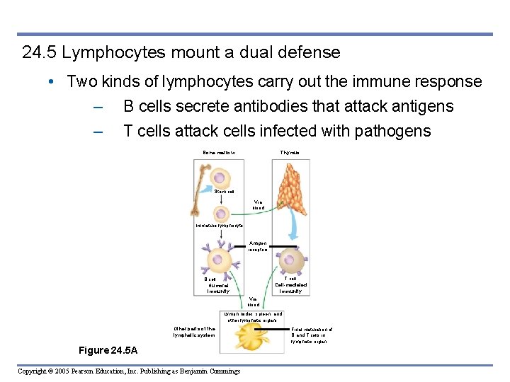 24. 5 Lymphocytes mount a dual defense • Two kinds of lymphocytes carry out