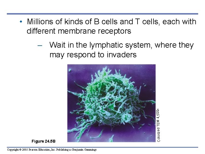  • Millions of kinds of B cells and T cells, each with different