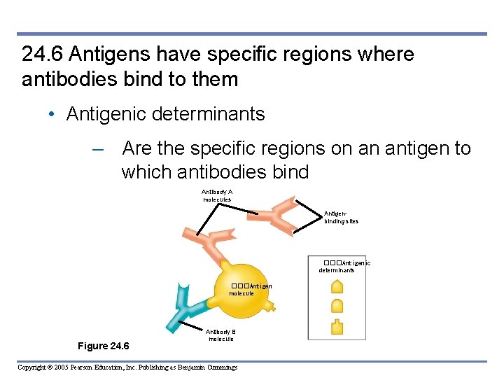 24. 6 Antigens have specific regions where antibodies bind to them • Antigenic determinants