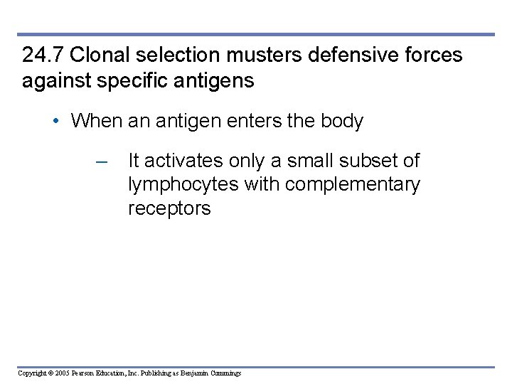 24. 7 Clonal selection musters defensive forces against specific antigens • When an antigen