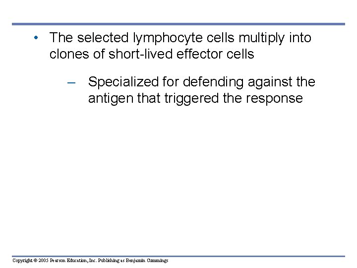  • The selected lymphocyte cells multiply into clones of short-lived effector cells –