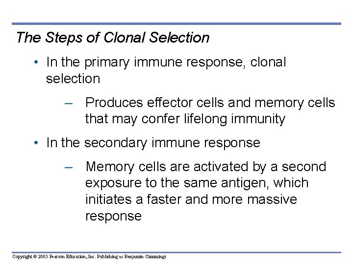 The Steps of Clonal Selection • In the primary immune response, clonal selection –