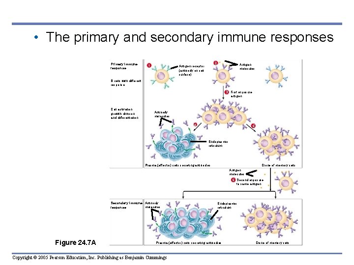  • The primary and secondary immune responses Primary immune response 1 2 Antigen