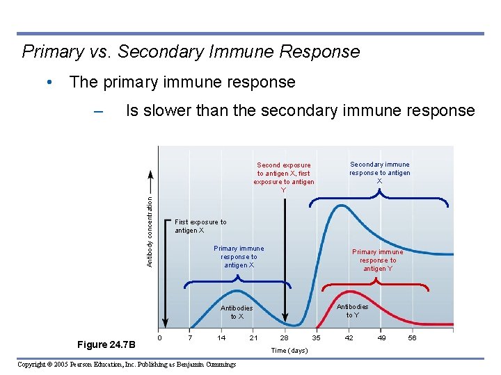Primary vs. Secondary Immune Response • The primary immune response – Is slower than