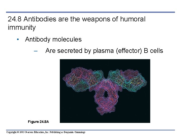 24. 8 Antibodies are the weapons of humoral immunity • Antibody molecules – Are