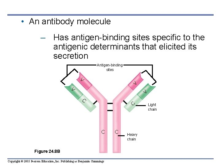  • An antibody molecule – Has antigen-binding sites specific to the antigenic determinants