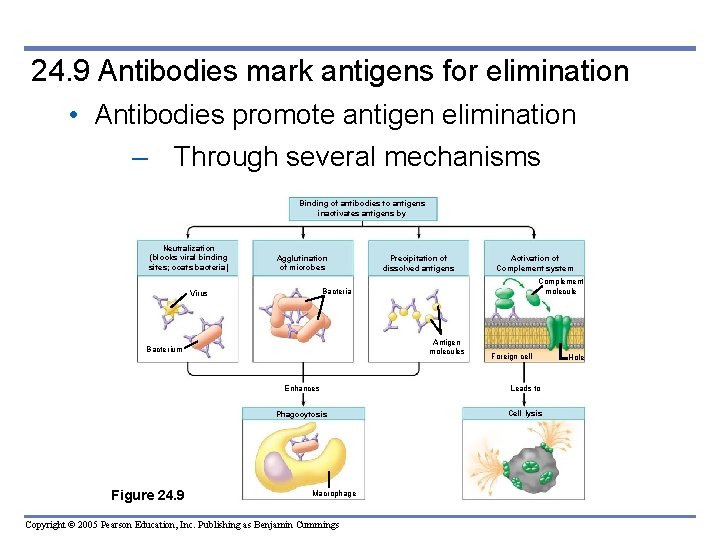 24. 9 Antibodies mark antigens for elimination • Antibodies promote antigen elimination – Through