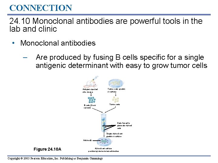 CONNECTION 24. 10 Monoclonal antibodies are powerful tools in the lab and clinic •