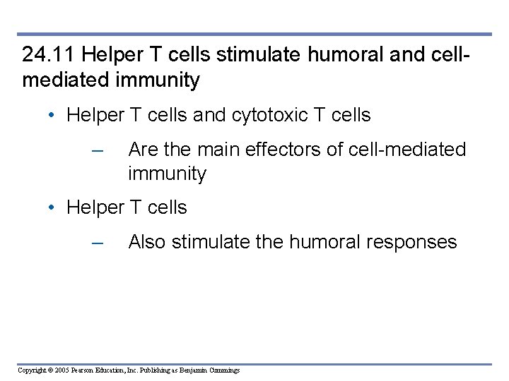 24. 11 Helper T cells stimulate humoral and cellmediated immunity • Helper T cells