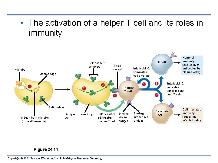  • The activation of a helper T cell and its roles in immunity