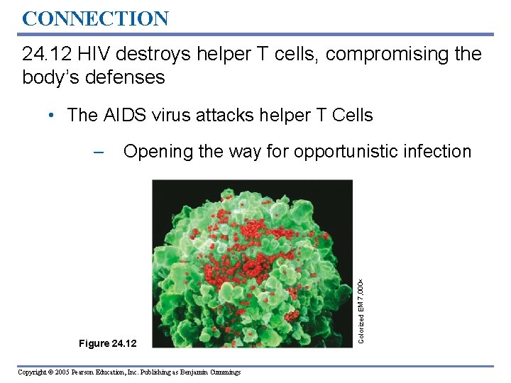 CONNECTION 24. 12 HIV destroys helper T cells, compromising the body’s defenses • The