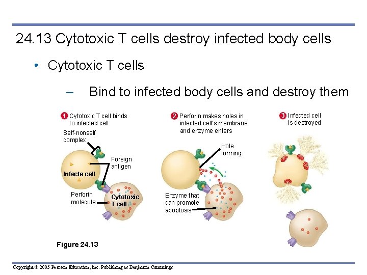 24. 13 Cytotoxic T cells destroy infected body cells • Cytotoxic T cells –