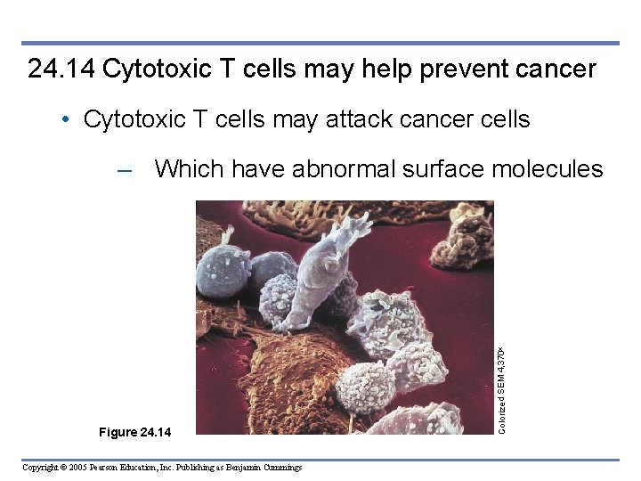 24. 14 Cytotoxic T cells may help prevent cancer • Cytotoxic T cells may