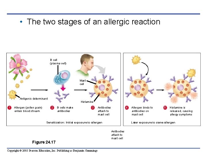  • The two stages of an allergic reaction B cell (plasma cell) Mast