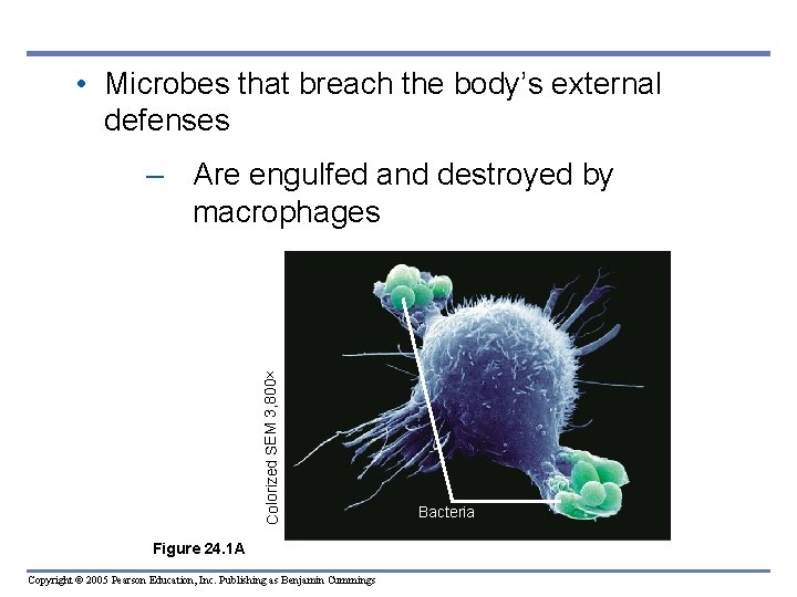  • Microbes that breach the body’s external defenses Colorized SEM 3, 800 –