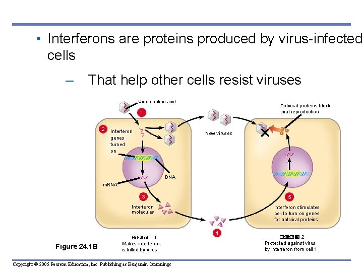  • Interferons are proteins produced by virus-infected cells – That help other cells