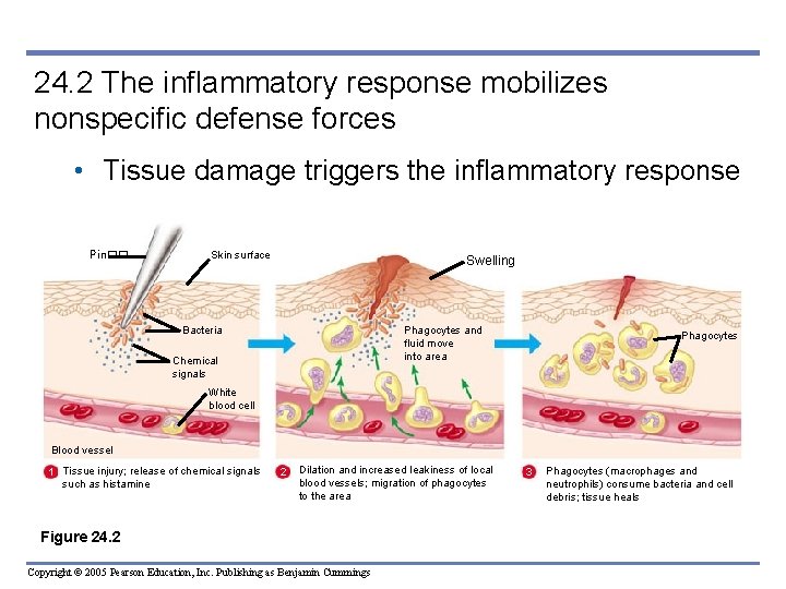 24. 2 The inflammatory response mobilizes nonspecific defense forces • Tissue damage triggers the