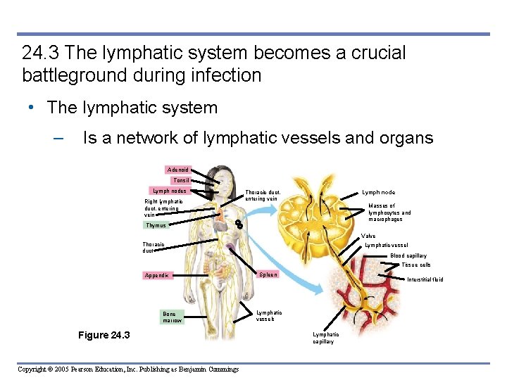 24. 3 The lymphatic system becomes a crucial battleground during infection • The lymphatic