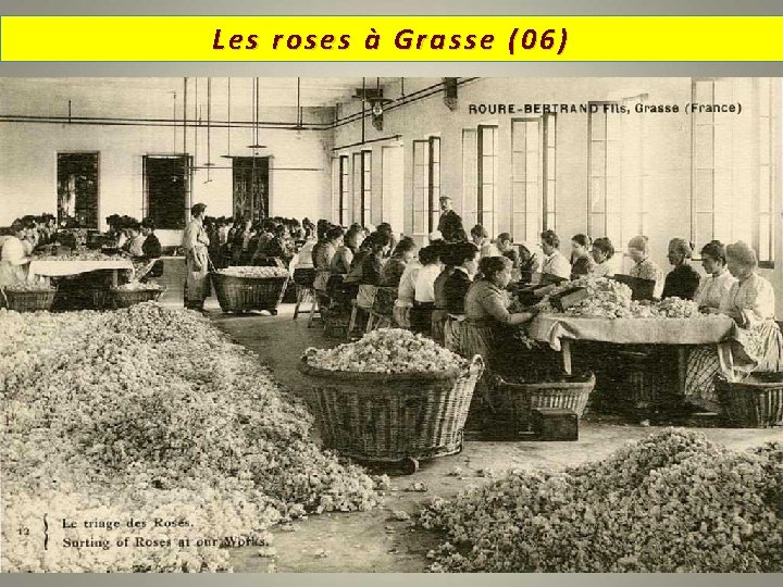 Les roses à Grasse (06) 