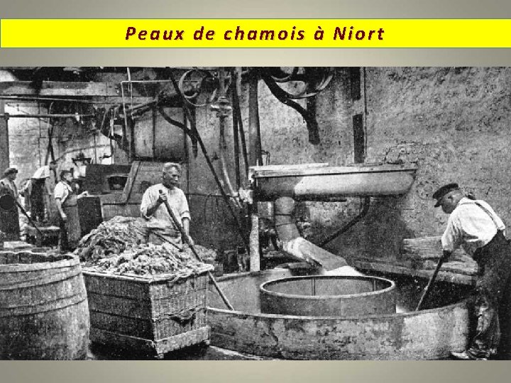 Peaux de chamois à Niort 