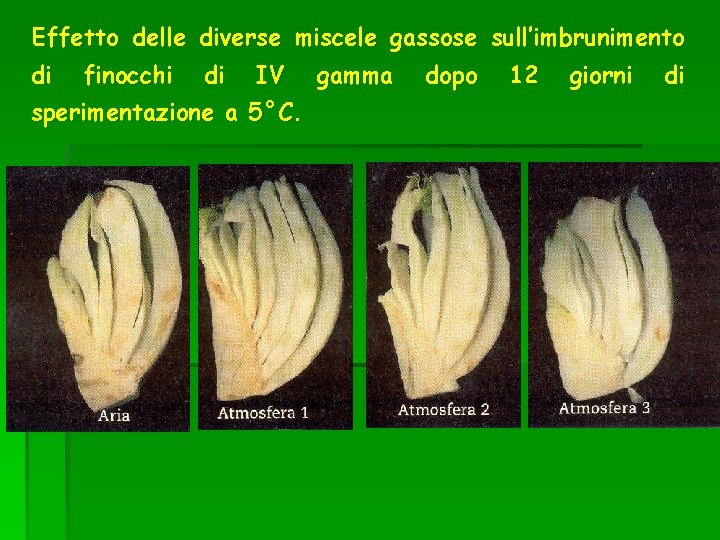 Effetto delle diverse miscele gassose sull’imbrunimento di finocchi di IV sperimentazione a 5°C. gamma