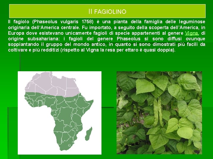 Il FAGIOLINO Il fagiolo (Phaseolus vulgaris 1758) è una pianta della famiglia delle leguminose