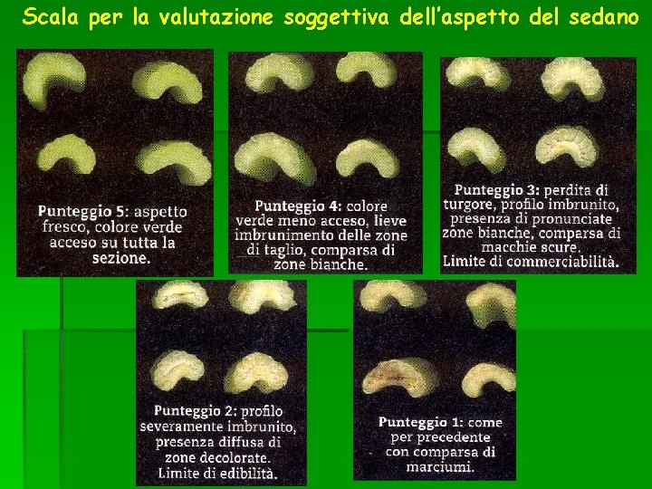 Scala per la valutazione soggettiva dell’aspetto del sedano 