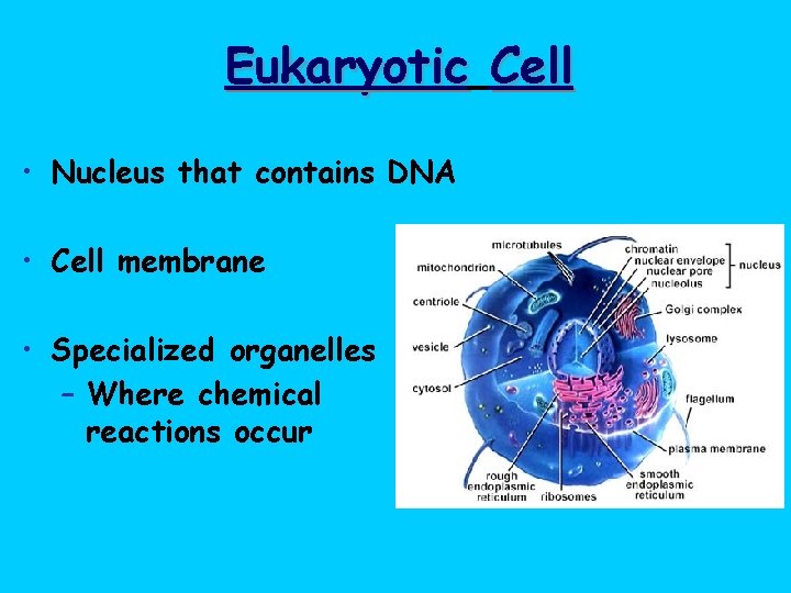 Eukaryotic Cell • Nucleus that contains DNA • Cell membrane • Specialized organelles –