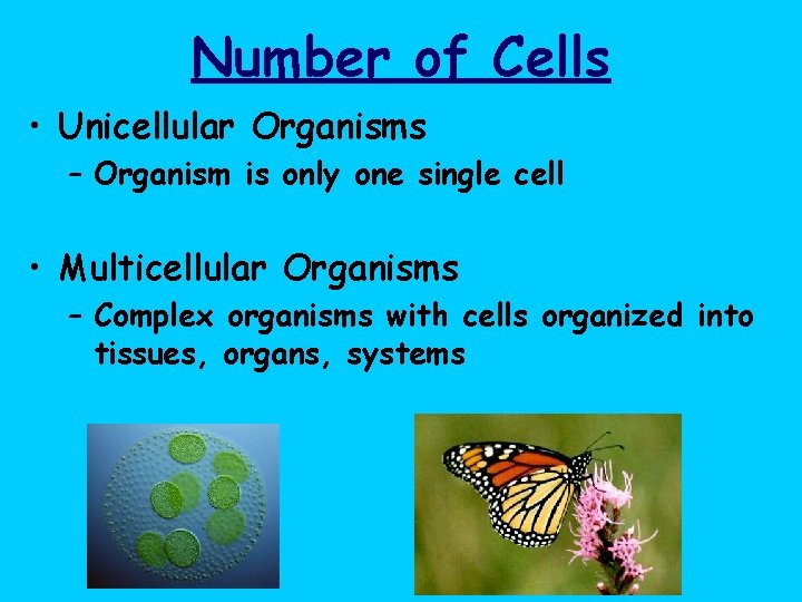 Number of Cells • Unicellular Organisms – Organism is only one single cell •