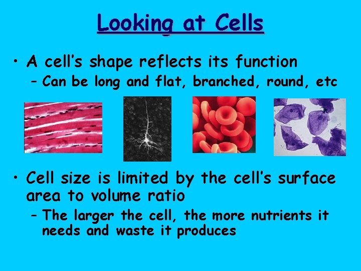 Looking at Cells • A cell’s shape reflects its function – Can be long
