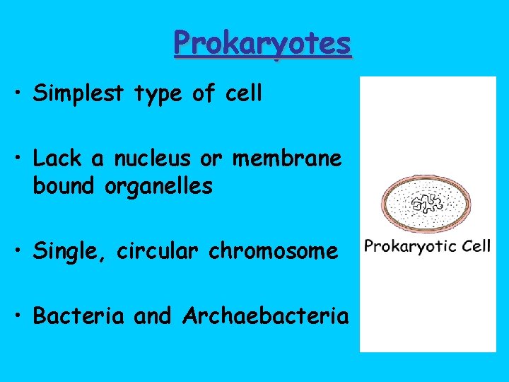 Prokaryotes • Simplest type of cell • Lack a nucleus or membrane bound organelles