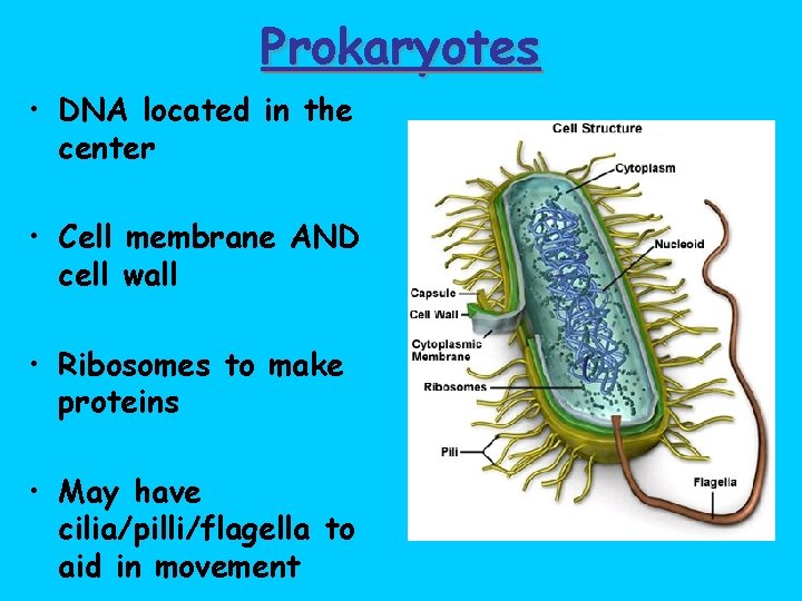 Prokaryotes • DNA located in the center • Cell membrane AND cell wall •