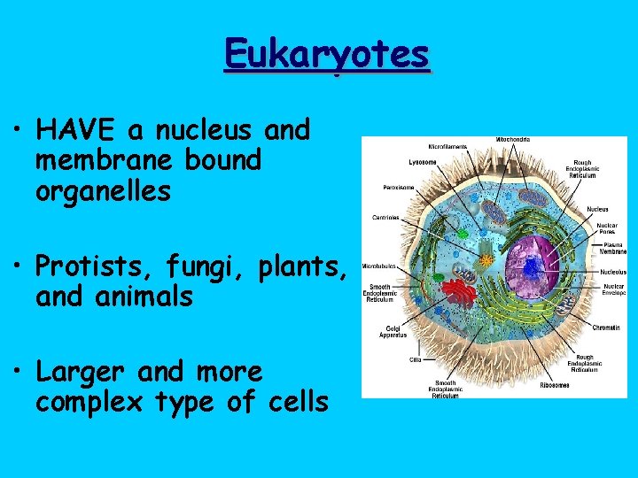 Eukaryotes • HAVE a nucleus and membrane bound organelles • Protists, fungi, plants, and