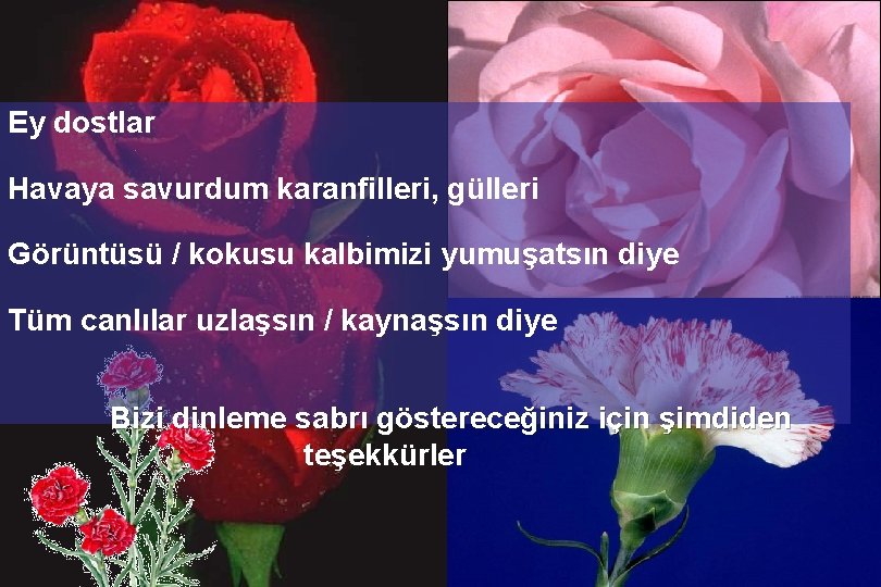 Ey dostlar Havaya savurdum karanfilleri, gülleri Görüntüsü / kokusu kalbimizi yumuşatsın diye Tüm canlılar