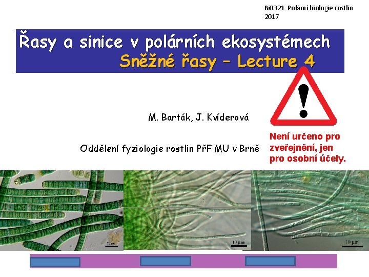 Bi 0321 Polární biologie rostlin 2017 Řasy a sinice v polárních ekosystémech Sněžné řasy