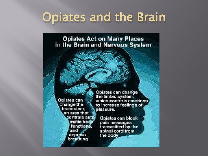 Opiates and the Brain 