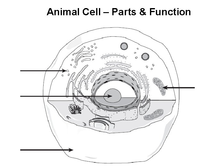 Animal Cell – Parts & Function 